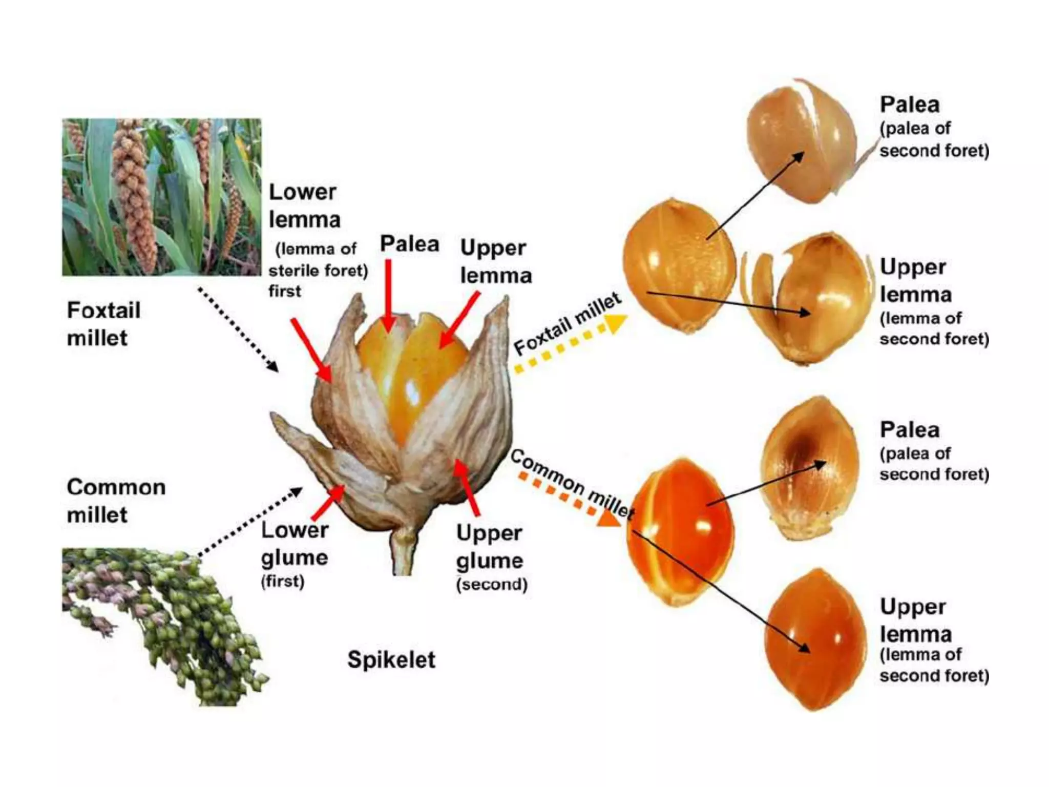 • Varieties in TN:CO 6 -90 d, CO5 – 95 d
 