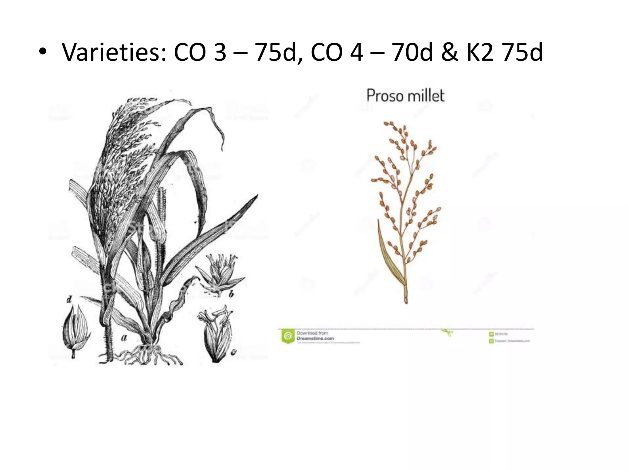 • Varieties: CO 3 – 75d, CO 4 – 70d & K2 75d
 