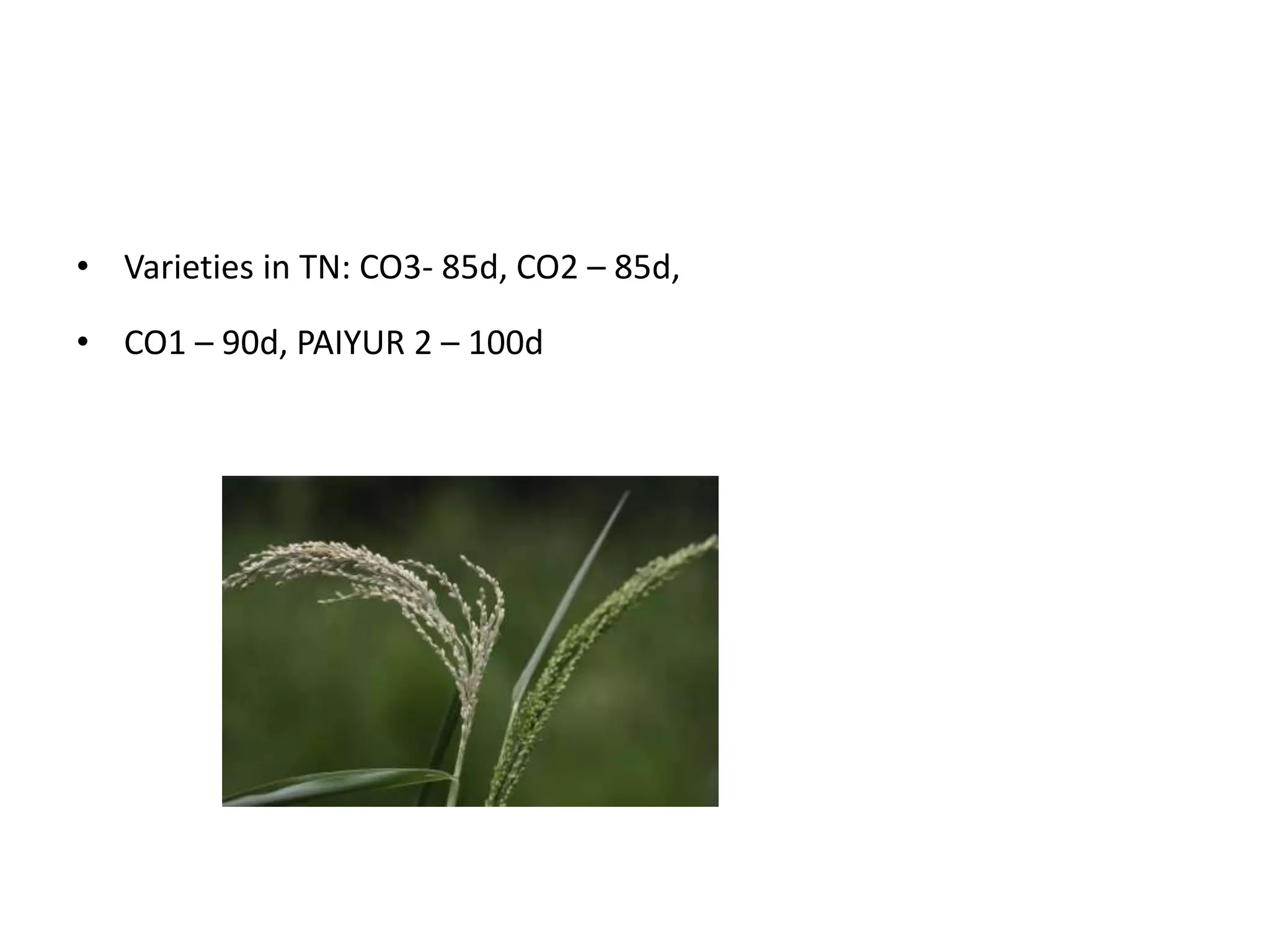 • Varieties in TN: CO3- 85d, CO2 – 85d,
• CO1 – 90d, PAIYUR 2 – 100d
 