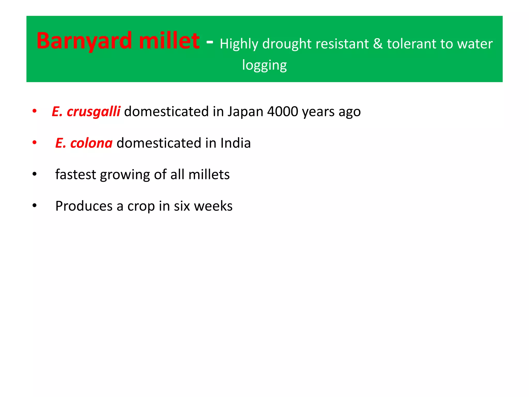 Barnyard millet - Highly drought resistant & tolerant to water
logging
• E. crusgalli domesticated in Japan 4000 years ago
• E. colona domesticated in India
• fastest growing of all millets
• Produces a crop in six weeks
 