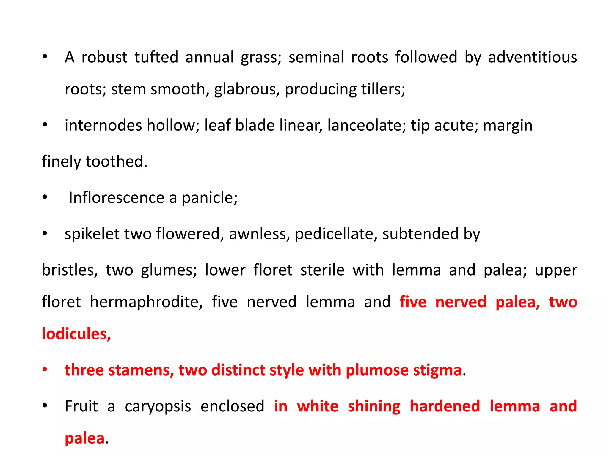 • A robust tufted annual grass; seminal roots followed by adventitious
roots; stem smooth, glabrous, producing tillers;
• internodes hollow; leaf blade linear, lanceolate; tip acute; margin
finely toothed.
• Inflorescence a panicle;
• spikelet two flowered, awnless, pedicellate, subtended by
bristles, two glumes; lower floret sterile with lemma and palea; upper
floret hermaphrodite, five nerved lemma and five nerved palea, two
lodicules,
• three stamens, two distinct style with plumose stigma.
• Fruit a caryopsis enclosed in white shining hardened lemma and
palea.
 