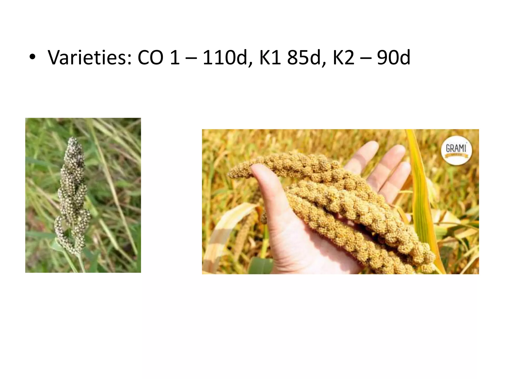 • Varieties: CO 1 – 110d, K1 85d, K2 – 90d
 