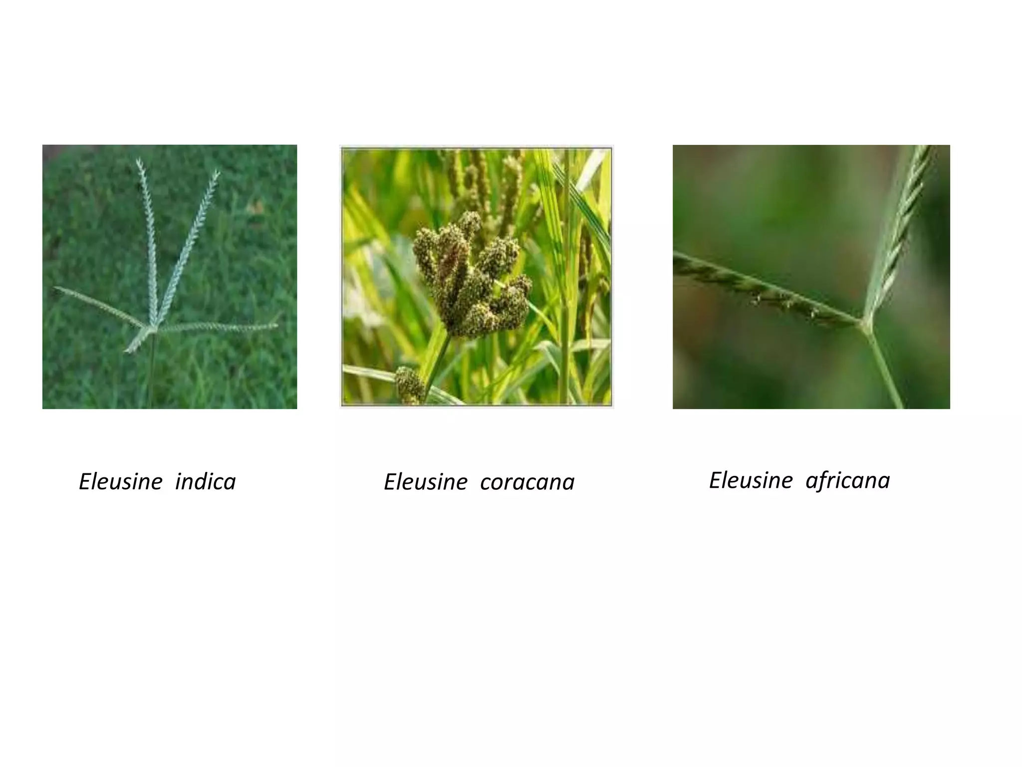 Eleusine indica Eleusine coracana Eleusine africana
 