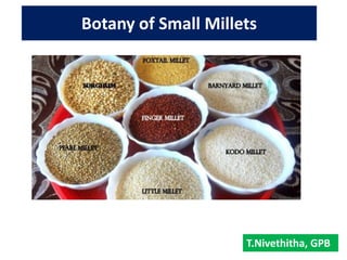 Botany of Small Millets
T.Nivethitha, GPB
 