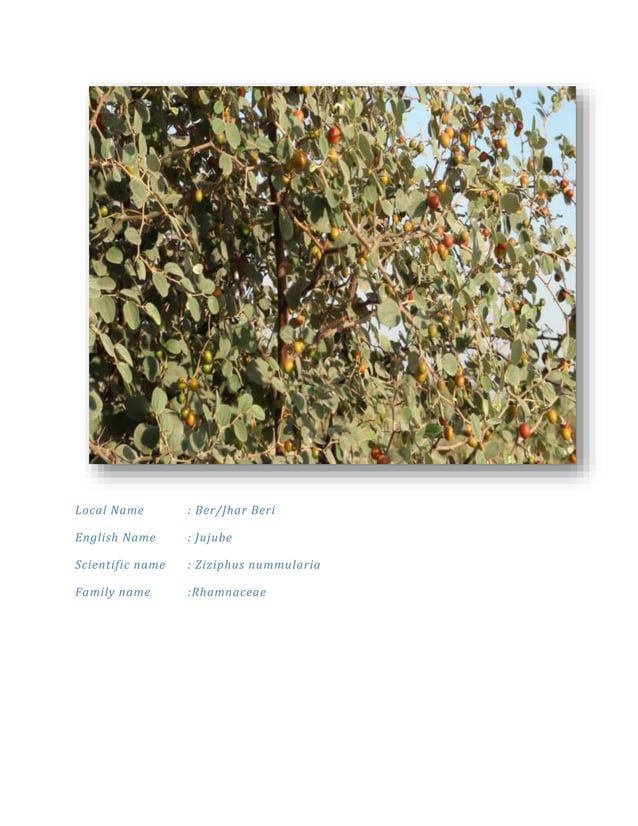 plants found in thar desert