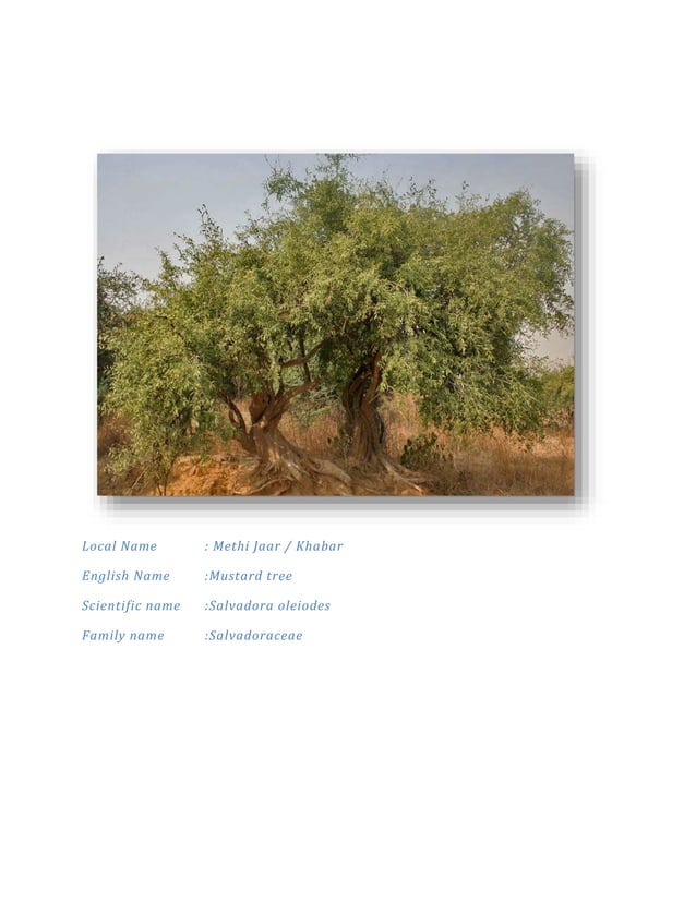 plants found in thar desert