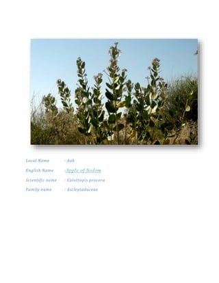 plants found in thar desert | PDF
