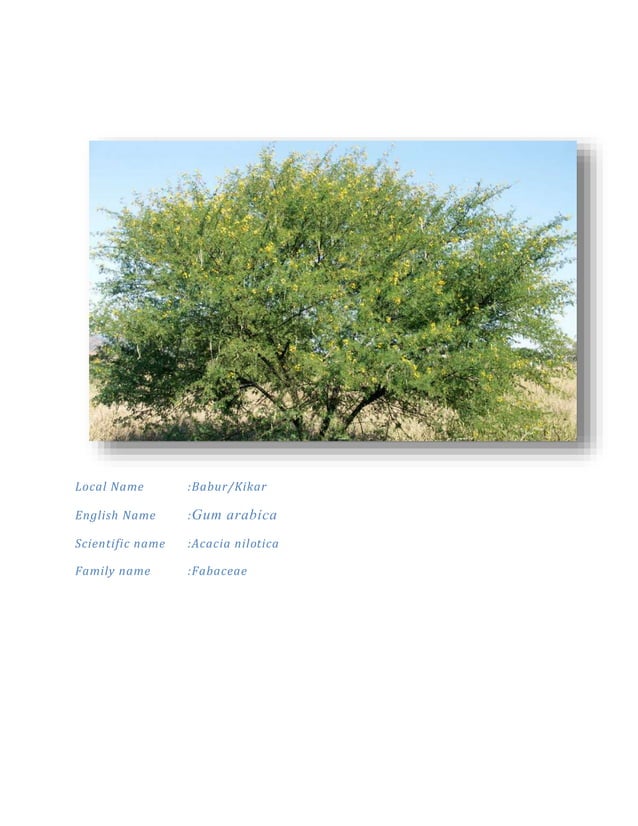 plants found in thar desert