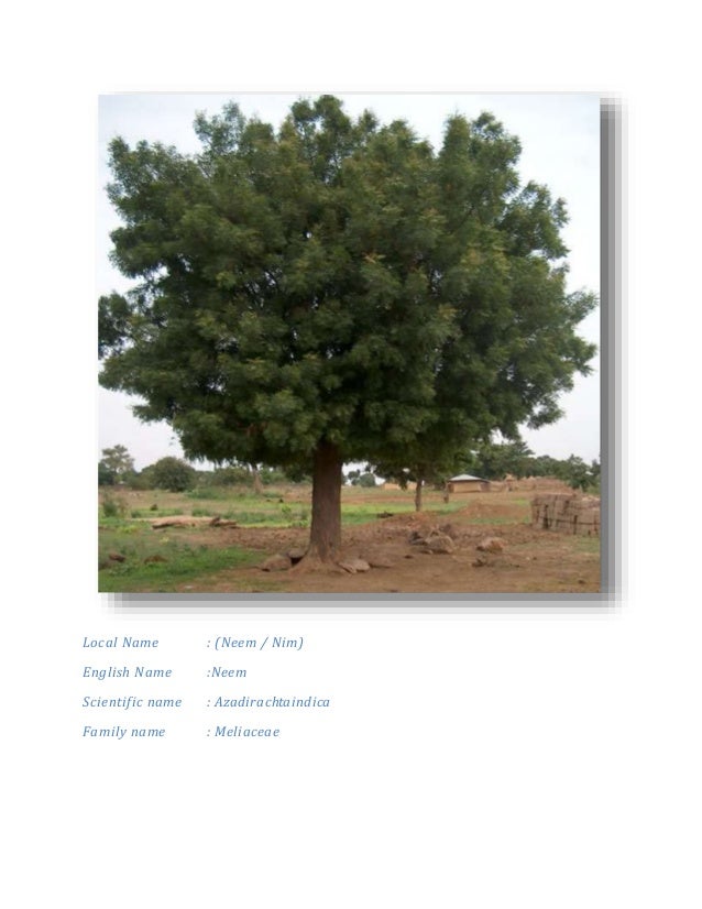 plants found in thar desert