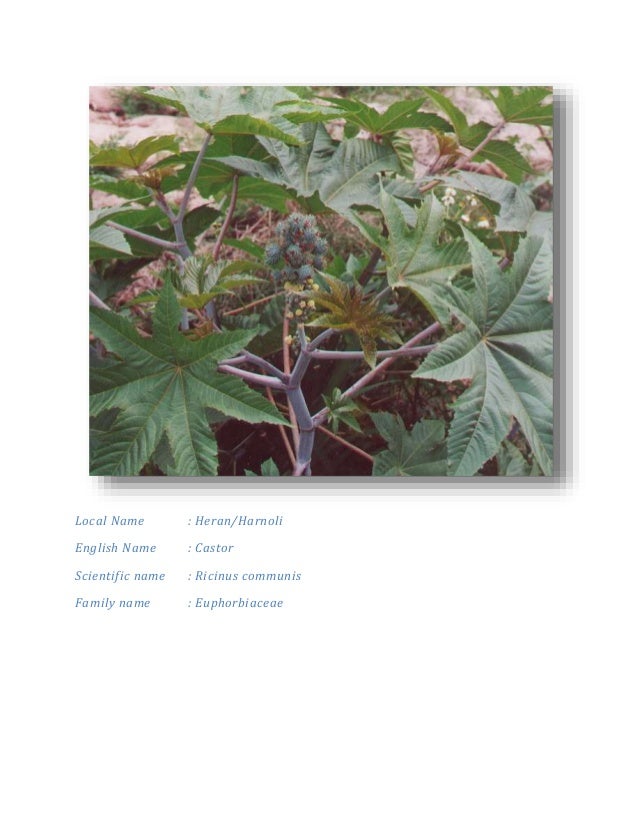 plants found in thar desert