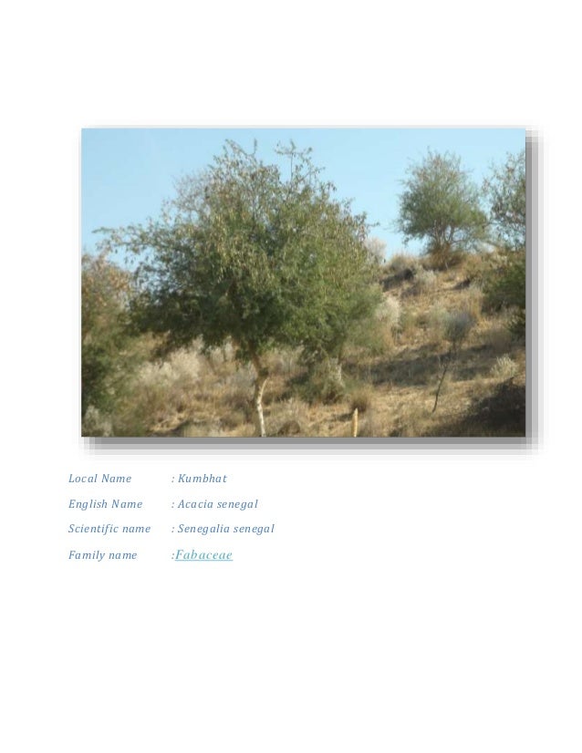 plants found in thar desert