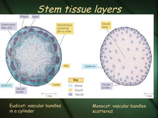 Stem tissue layers Eudicot: vascular bundles in a cylinder Monocot: vascular bundles scattered 
