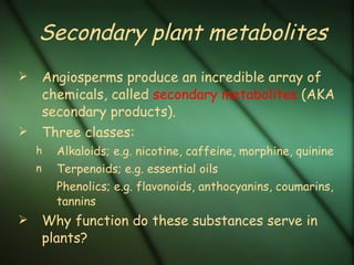 Secondary plant metabolites Angiosperms produce an incredible array of chemicals, called  secondary metabolites  (AKA secondary products). Three classes: Alkaloids; e.g. nicotine, caffeine, morphine, quinine Terpenoids; e.g. essential oils Phenolics; e.g. flavonoids, anthocyanins, coumarins, tannins Why function do these substances serve in plants? 