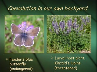 Coevolution in our own backyard Fender’s blue butterfly  (endangered) Larval host plant, Kincaid’s lupine (threatened) 