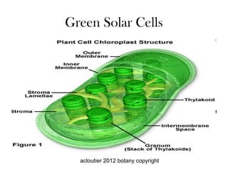 Green Solar Cells




  acloutier 2012 botany copyright
 
