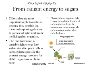 From radiant energy to sugars
• Chloroplast are most                  • Photosynthesis captures light
  important in photosynthesis              energy through the fixation of
                                           carbon dioxide from the
  because they provide the                 atmosphere into energy-rich
  means of capturing photons               carbon compounds called
  (a particle of light) and inside         carbohydrates
  the living plant organism.
• The transformation of
  unstable light energy into
  stable, storable plant cells as
  carbohydrates provide the
  primary energy resource for
  all life organisms in photic
  zone                   acloutier 2012 botany copyright
 