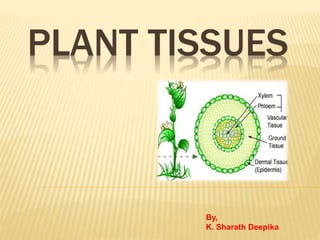 PLANT TISSUES
By,
K. Sharath Deepika
 