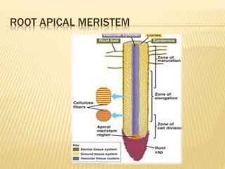 ROOT APICAL MERISTEM
 