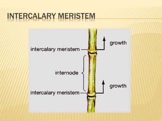 INTERCALARY MERISTEM
 