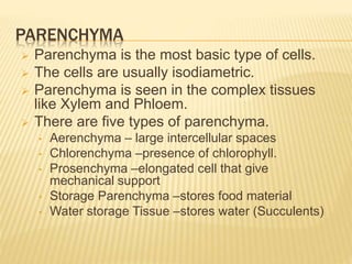 PARENCHYMA
 Parenchyma is the most basic type of cells.
 The cells are usually isodiametric.
 Parenchyma is seen in the complex tissues
like Xylem and Phloem.
 There are five types of parenchyma.
• Aerenchyma – large intercellular spaces
• Chlorenchyma –presence of chlorophyll.
• Prosenchyma –elongated cell that give
mechanical support
• Storage Parenchyma –stores food material
• Water storage Tissue –stores water (Succulents)
 