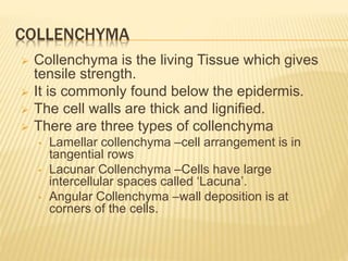 COLLENCHYMA
 Collenchyma is the living Tissue which gives
tensile strength.
 It is commonly found below the epidermis.
 The cell walls are thick and lignified.
 There are three types of collenchyma
• Lamellar collenchyma –cell arrangement is in
tangential rows
• Lacunar Collenchyma –Cells have large
intercellular spaces called ‘Lacuna’.
• Angular Collenchyma –wall deposition is at
corners of the cells.
 
