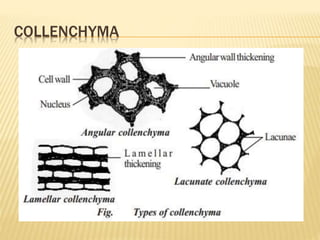 COLLENCHYMA
 
