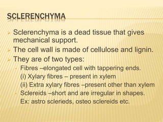 SCLERENCHYMA
 Sclerenchyma is a dead tissue that gives
mechanical support.
 The cell wall is made of cellulose and lignin.
 They are of two types:
• Fibres –elongated cell with tappering ends.
(i) Xylary fibres – present in xylem
(ii) Extra xylary fibres –present other than xylem
• Sclereids –short and are irregular in shapes.
Ex: astro sclerieds, osteo sclereids etc.
 