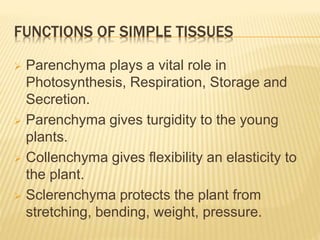 FUNCTIONS OF SIMPLE TISSUES
 Parenchyma plays a vital role in
Photosynthesis, Respiration, Storage and
Secretion.
 Parenchyma gives turgidity to the young
plants.
 Collenchyma gives flexibility an elasticity to
the plant.
 Sclerenchyma protects the plant from
stretching, bending, weight, pressure.
 
