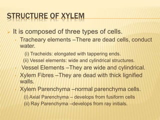STRUCTURE OF XYLEM
 It is composed of three types of cells.
• Tracheary elements –There are dead cells, conduct
water.
(i) Tracheids: elongated with tappering ends.
(ii) Vessel elements: wide and cylindrical structures.
• Vessel Elements –They are wide and cylindrical.
• Xylem Fibres –They are dead with thick lignified
walls.
• Xylem Parenchyma –normal parenchyma cells.
(i) Axial Parenchyma – develops from fusiform cells
(ii) Ray Parenchyma –develops from ray initials.
 