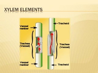 XYLEM ELEMENTS
 