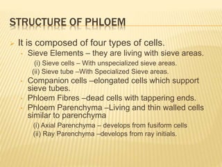 STRUCTURE OF PHLOEM
 It is composed of four types of cells.
• Sieve Elements – they are living with sieve areas.
(i) Sieve cells – With unspecialized sieve areas.
(ii) Sieve tube –With Specialized Sieve areas.
• Companion cells –elongated cells which support
sieve tubes.
• Phloem Fibres –dead cells with tappering ends.
• Phloem Parenchyma –Living and thin walled cells
similar to parenchyma
(i) Axial Parenchyma – develops from fusiform cells
(ii) Ray Parenchyma –develops from ray initials.
 