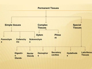 Permanent Tissues
Simple tissues Complex
Tissues
Special
Tissues
Xylem Phloe
m
Parenchym
a
Collenchy
ma
Sclerenchym
a
Digestiv
e
Glands
Nectar
Glands
Osmophor
s
Hydathode
s
Laticiferous
Tissues
Secretory
cavities
 
