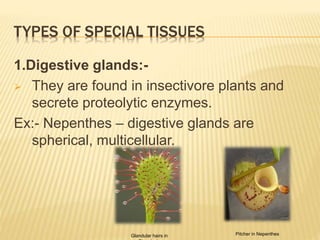 TYPES OF SPECIAL TISSUES
1.Digestive glands:-
 They are found in insectivore plants and
secrete proteolytic enzymes.
Ex:- Nepenthes – digestive glands are
spherical, multicellular.
Glandular hairs in Pitcher in Nepenthes
 