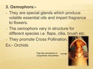 3. Osmophors:-
 They are special glands which produce
volatile essential oils and impart fragrance
to flowers.
 The osmophors vary in structure for
different species i.e. flaps, cilia, brush etc.
 They promote Cross Pollination.
Ex:- Orchids
Flap like osmophors in
Caryanthes macranthes
 