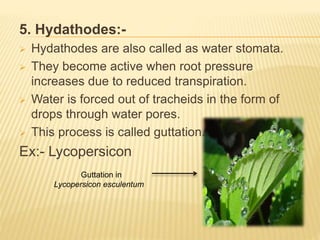 5. Hydathodes:-
 Hydathodes are also called as water stomata.
 They become active when root pressure
increases due to reduced transpiration.
 Water is forced out of tracheids in the form of
drops through water pores.
 This process is called guttation.
Ex:- Lycopersicon
Guttation in
Lycopersicon esculentum
 