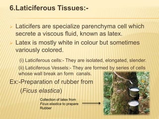 6.Laticiferous Tissues:-
 Laticifers are specialize parenchyma cell which
secrete a viscous fluid, known as latex.
 Latex is mostly white in colour but sometimes
variously colored.
(i) Laticiferous cells:- They are isolated, elongated, slender.
(ii) Laticiferous Vessels:- They are formed by series of cells
whose wall break an form canals.
Ex:-Preparation of rubber from
(Ficus elastica)
Collection of latex from
Ficus elastica to prapare
Rubber
 