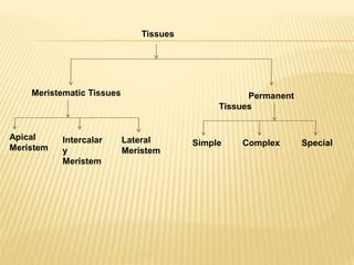 Tissues
Meristematic Tissues Permanent
Tissues
Apical
Meristem
Lateral
Meristem
Simple Complex SpecialIntercalar
y
Meristem
 