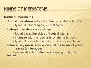 KINDS OF MERISTEMS
Kinds of meristems:
 Apical meristems – found at the tip of stems & roots
- types: 1. Shoot Apex, 2.Root Apex.
 Lateral meristems – cambium
- found along the sides of roots & stems
- increase width or diameter of stems & roots
- types: 1. vascular cambium 2. cork cambium
 Intercallary meristems – found at the bases of young
leaves & internodes
- responsible for further lengthening of stems &
leaves
 