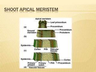 SHOOT APICAL MERISTEM
 