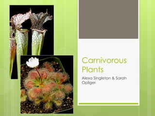Carnivorous
Plants
Alexa Singleton & Sarah
Opliger

 