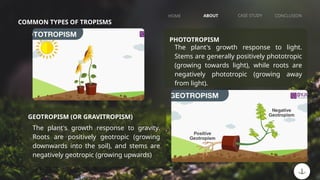Phototropic Design BOTANY - plants movement and growth.pptx