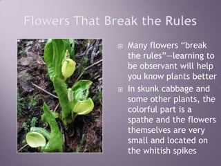 Flowers That Break the RulesMany flowers “break the rules”—learning to be observant will help you know plants betterIn skunk cabbage and some other plants, the colorful part is a spathe and the flowers themselves are very small and located on the whitish spikes