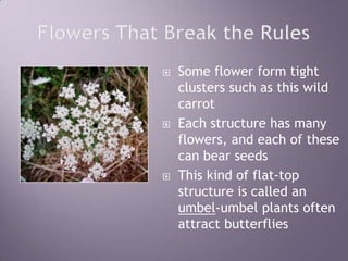 Flowers That Break the RulesSome flower form tight clusters such as this wild carrotEach structure has many flowers, and each of these can bear seedsThis kind of flat-top structure is called an umbel-umbel plants often attract butterflies