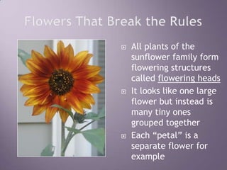 Flowers That Break the RulesAll plants of the sunflower family form flowering structures called flowering headsIt looks like one large flower but instead is many tiny ones grouped togetherEach “petal” is a separate flower for example