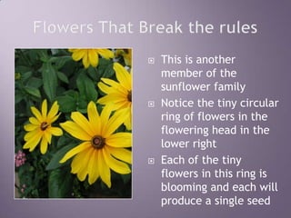 Flowers That Break the rulesThis is another member of the sunflower familyNotice the tiny circular ring of flowers in the flowering head in the lower rightEach of the tiny flowers in this ring is blooming and each will produce a single seed