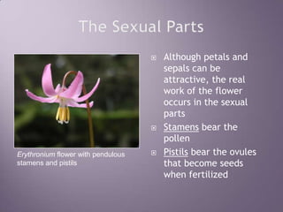 The Sexual PartsAlthough petals and sepals can be attractive, the real work of the flower occurs in the sexual partsStamens bear the pollenPistils bear the ovules that become seeds when fertilizedErythronium flower with pendulous stamens and pistils