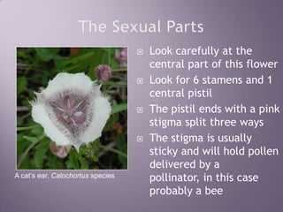 The Sexual PartsLook carefully at the central part of this flowerLook for 6 stamens and 1 central pistilThe pistil ends with a pink stigma split three waysThe stigma is usually sticky and will hold pollen delivered by a pollinator, in this case probably a beeA cat’s ear, Calochortus species