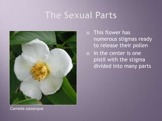 The Sexual PartsThis flower has numerous stigmas ready to release their pollenIn the center is one pistil with the stigma divided into many partsCamelia sasanqua