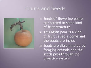 Fruits and SeedsSeeds of flowering plants are carried in some kind of fruit structureThis Asian pear is a kind of fruit called a pome and the seeds are insideSeeds are disseminated by foraging animals and the seeds pass through the digestive system