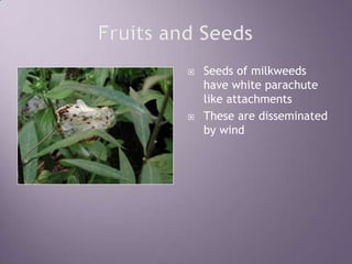 Fruits and SeedsSeeds of milkweeds have white parachute like attachmentsThese are disseminated by wind